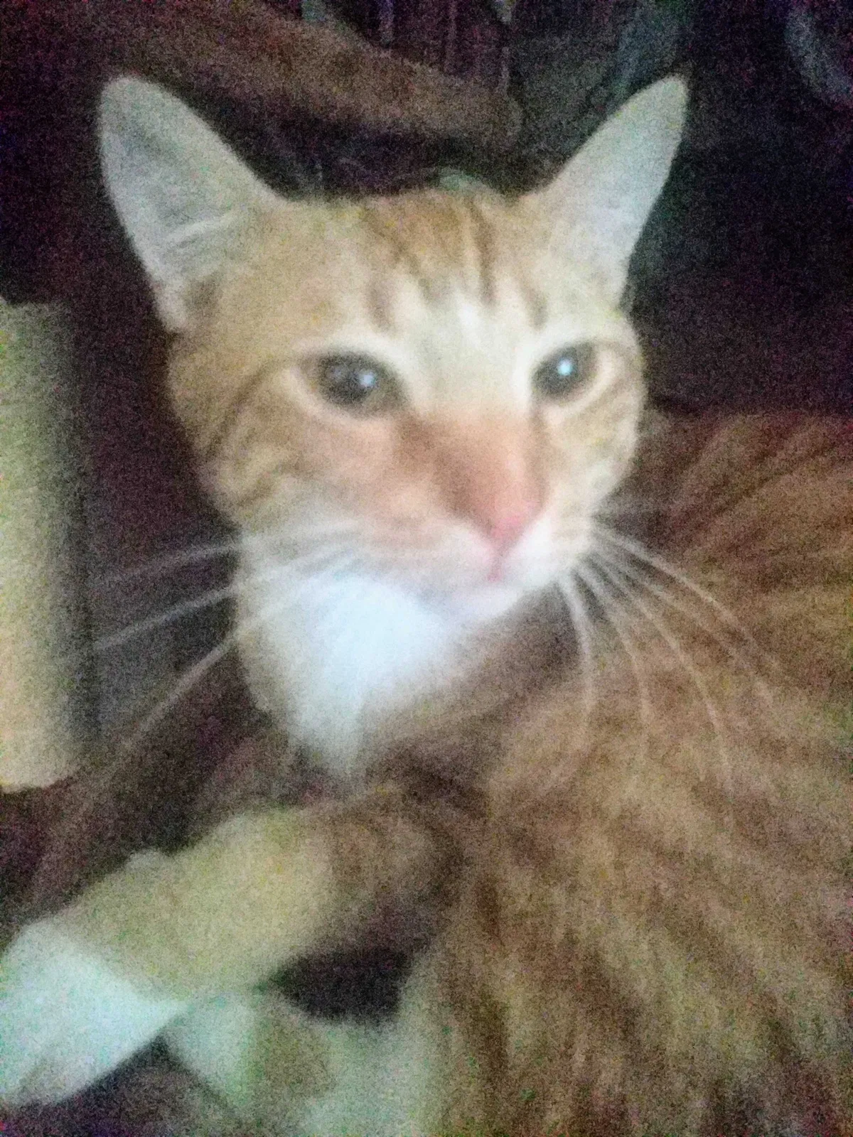 Lost cat in Irmo, SC, 29063