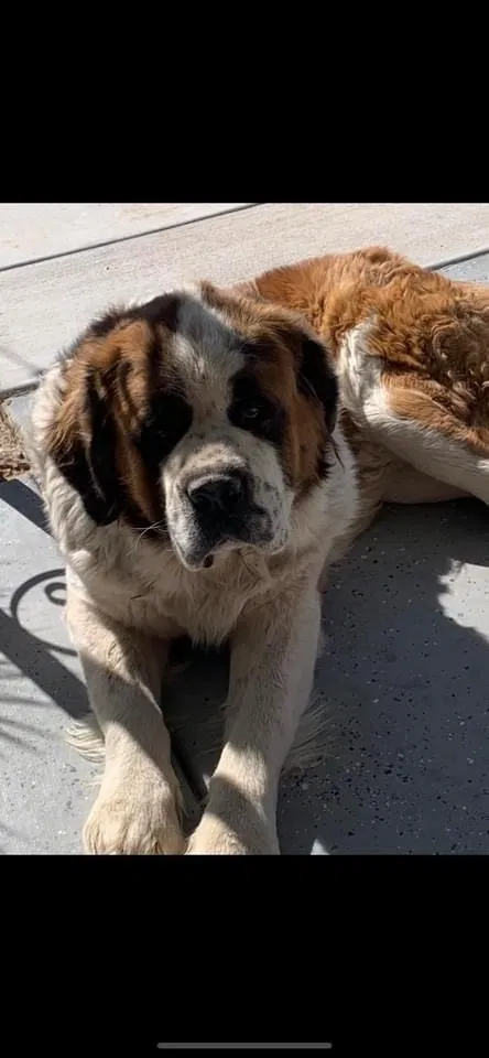 Lost dog in Buckeye, AZ, 85326