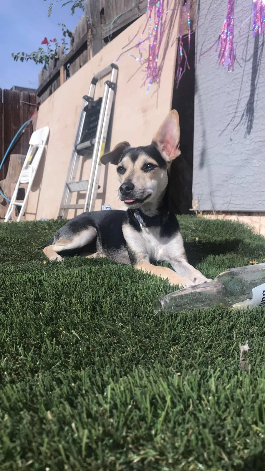 Lost dog in Chandler, AZ, 85225
