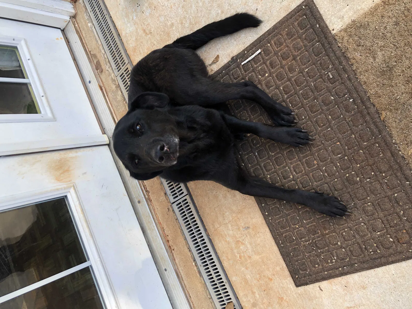 Found Dog