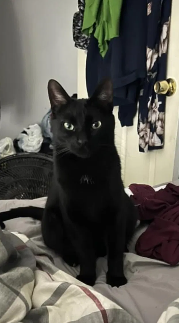 Lost cat in Mount Clemens, MI, 48043