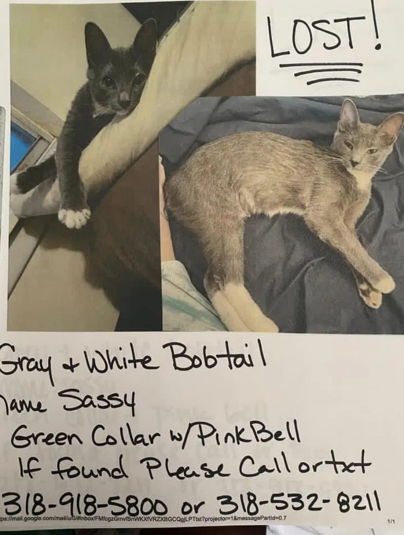 Lost cat in Shreveport, LA, 71107