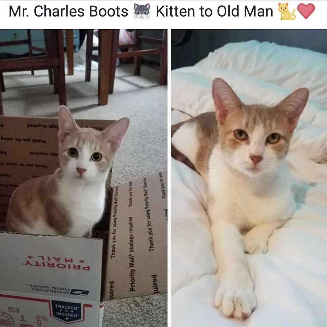 Lost cat in Chandler, AZ, 85225