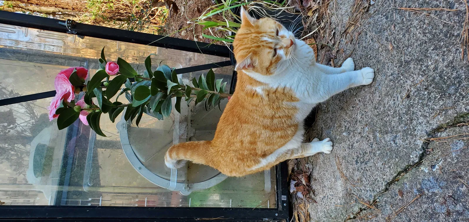 Lost cat in Woodstock, GA, 30188
