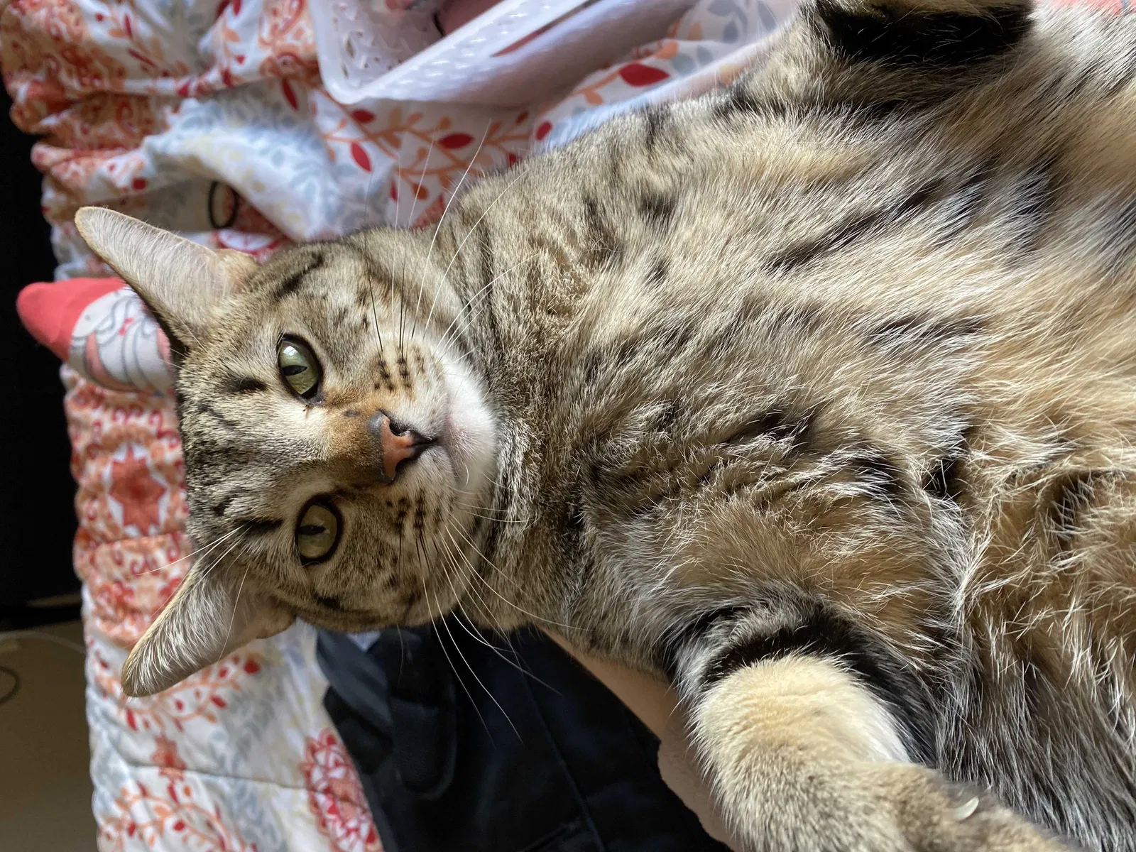 Lost cat in Highland, CA, 92346