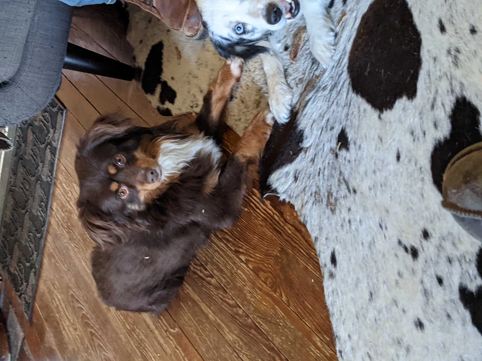 Lost dog in Noblesville, IN, 46060