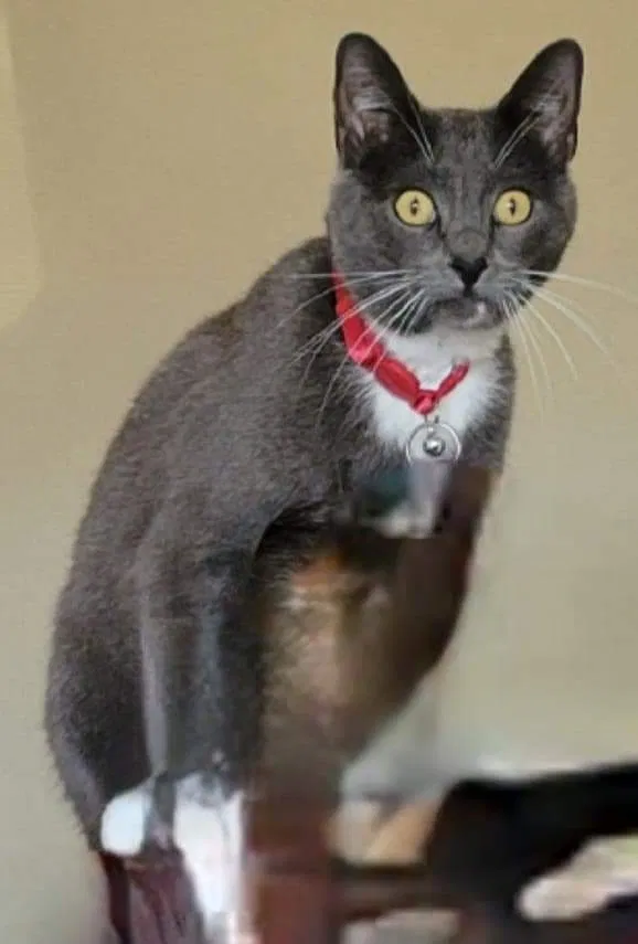 Lost cat in Denton, TX, 76210