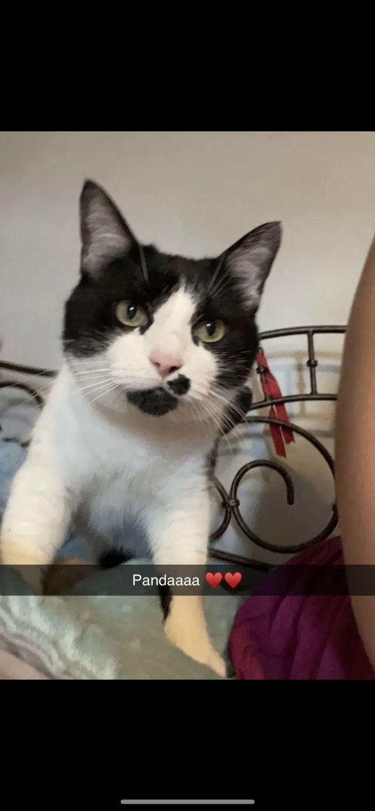 Lost cat in Clarksville, TN, 37042