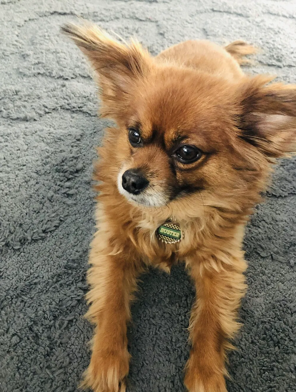 Lost dog in West Jordan, UT, 84081