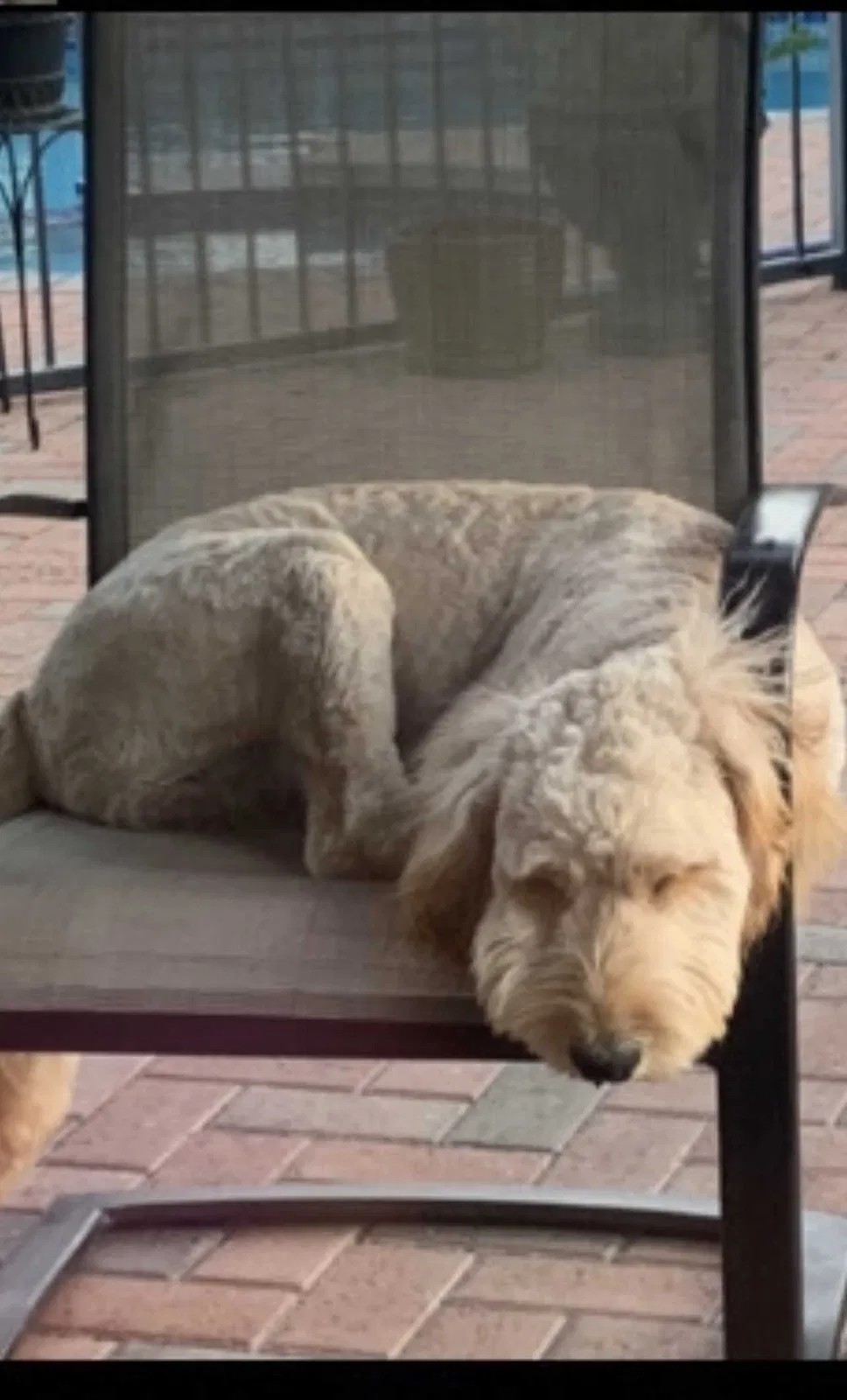 Lost dog in Mission, TX, 78572