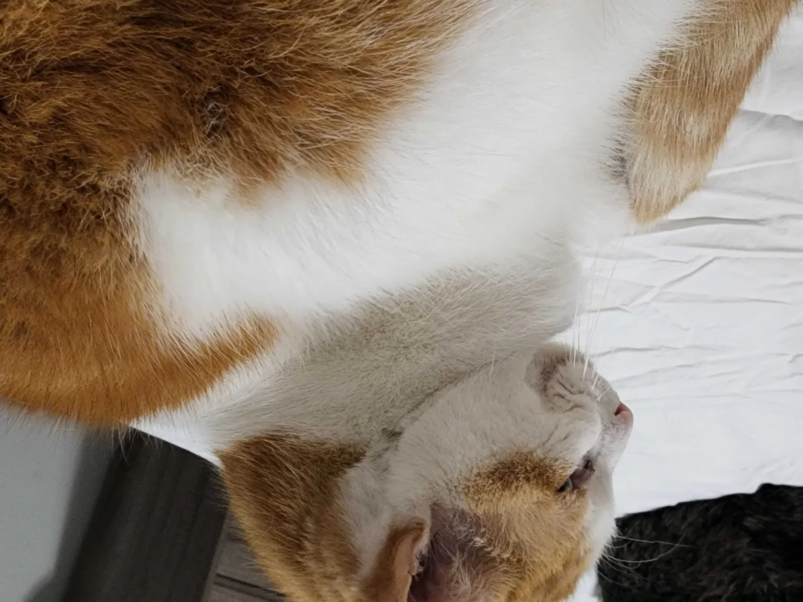 Lost cat in Mckinney, TX, 75071