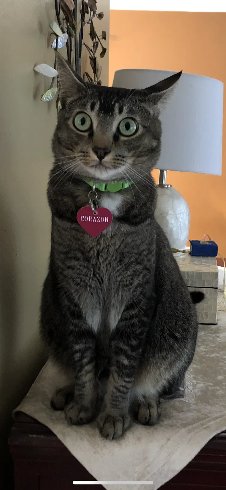 Lost cat in Mountlake Terrace, WA, 98043