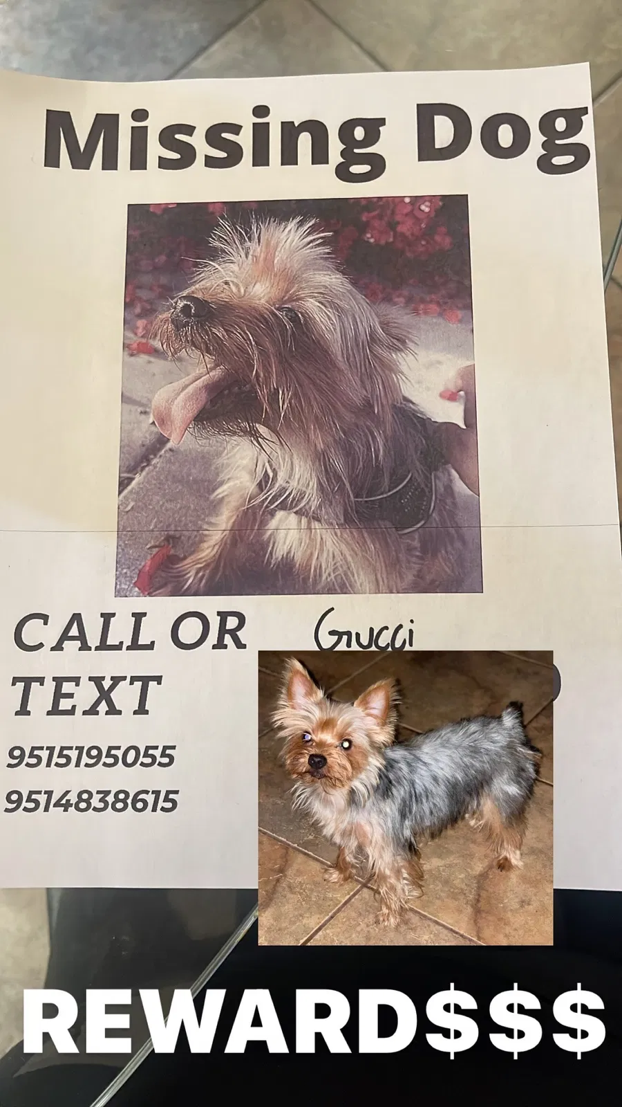 Lost dog in Perris, CA, 92571