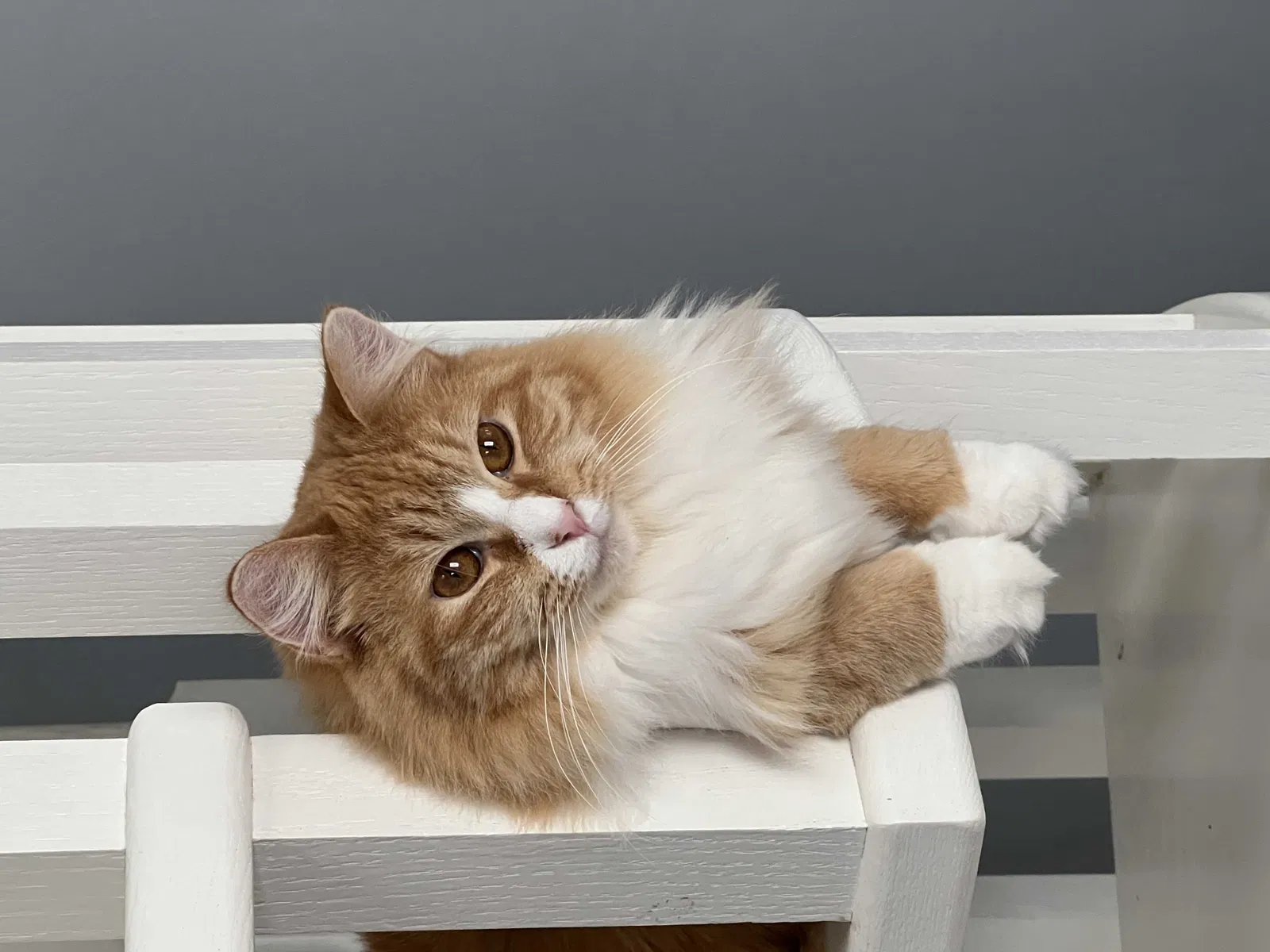 Lost cat in Roswell, GA, 30075