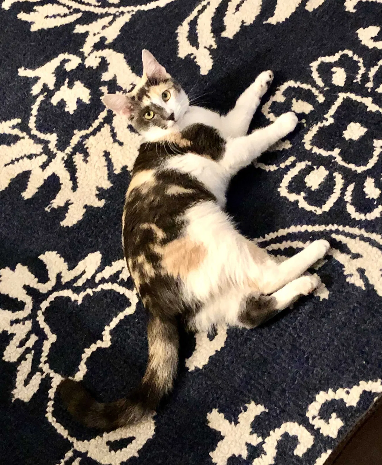 Lost cat in Dallas, TX, 75231