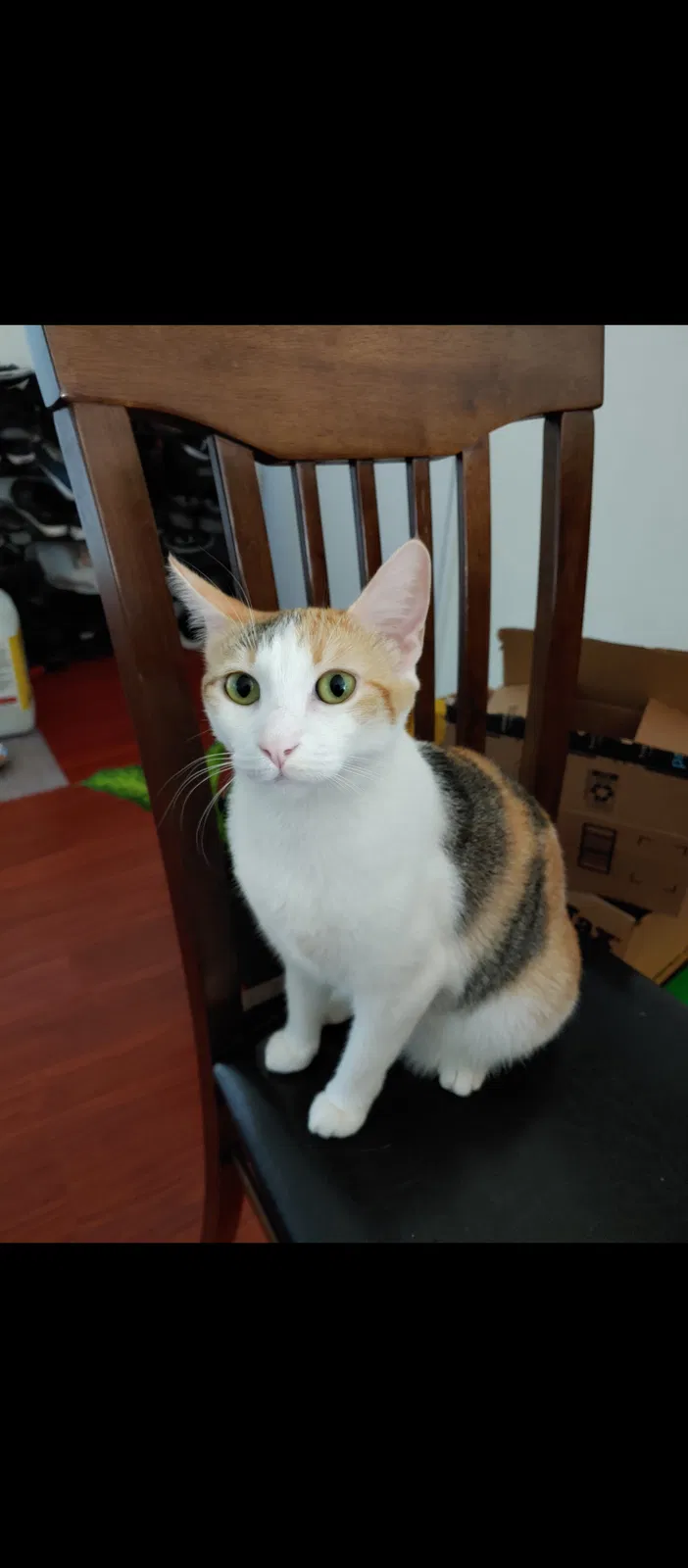 Lost cat in Lancaster, CA, 93536
