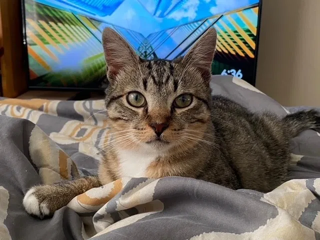 Lost cat in Huntington Beach, CA, 92646
