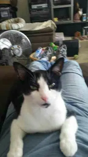Lost cat in Lexington, KY, 40517