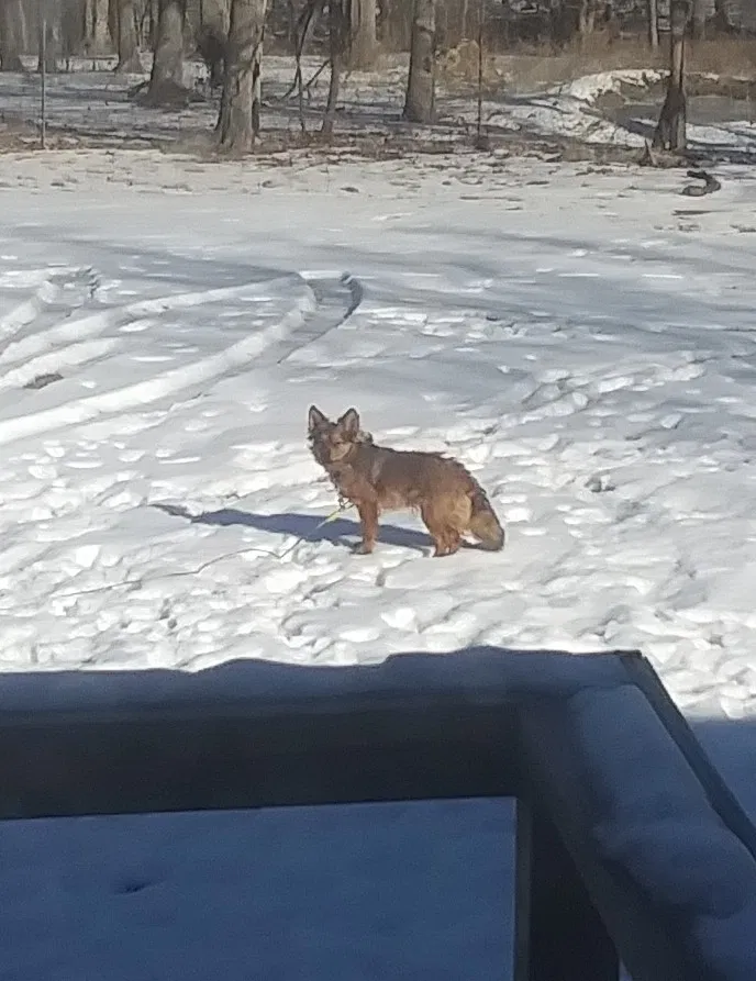 Lost dog in Climax Springs, MO, 65324