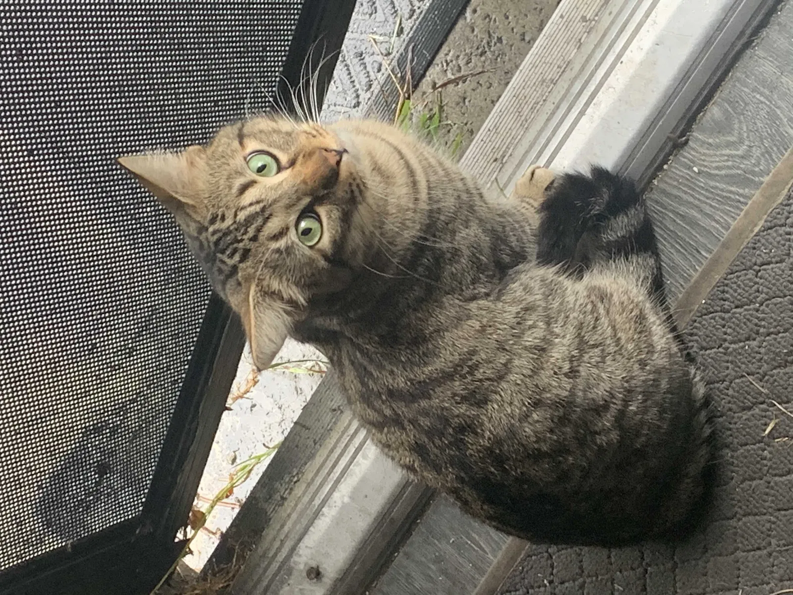 Lost cat in Santa Ana, CA, 92704