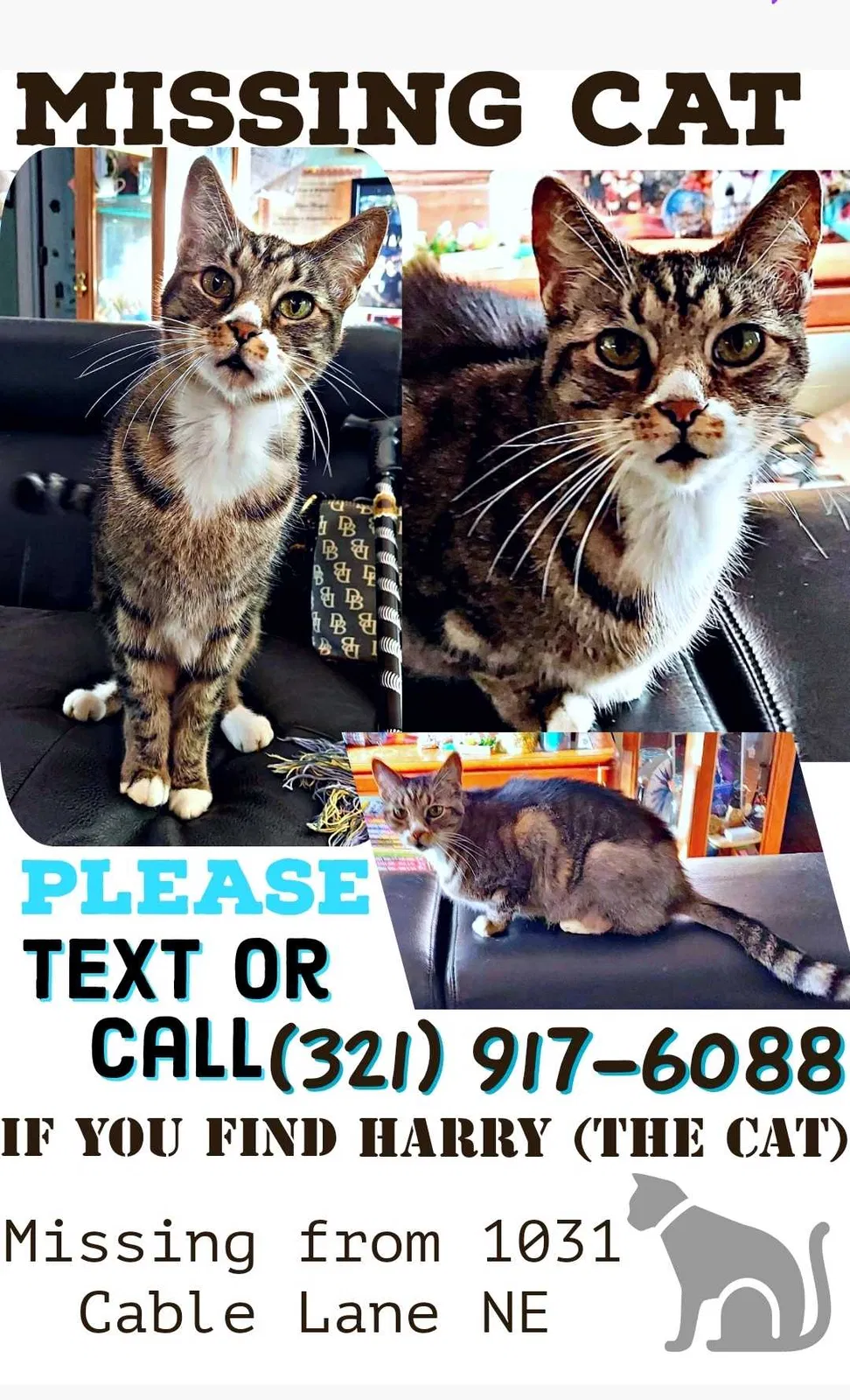 Lost cat in Palm Bay, FL, 32905