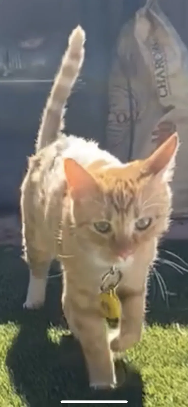Lost cat in Las Vegas, NV, 89138