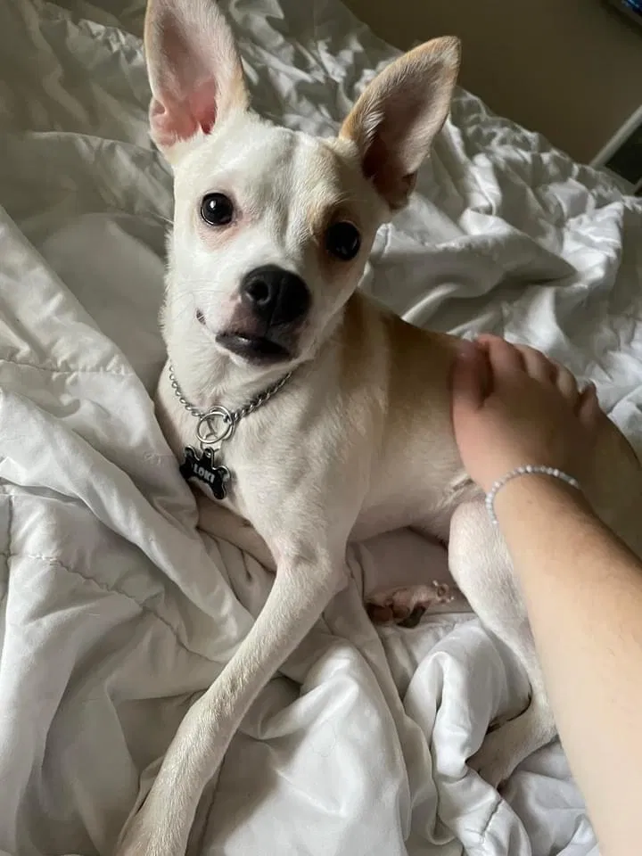 Lost dog in Eugene, OR, 97405