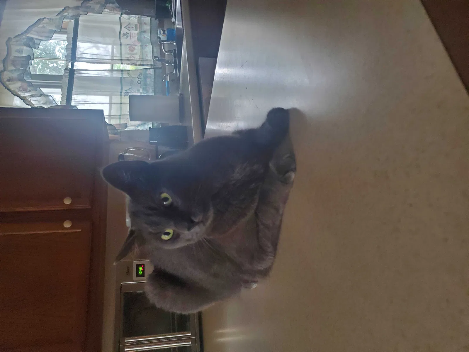 Lost cat in Hyannis, MA, 2601