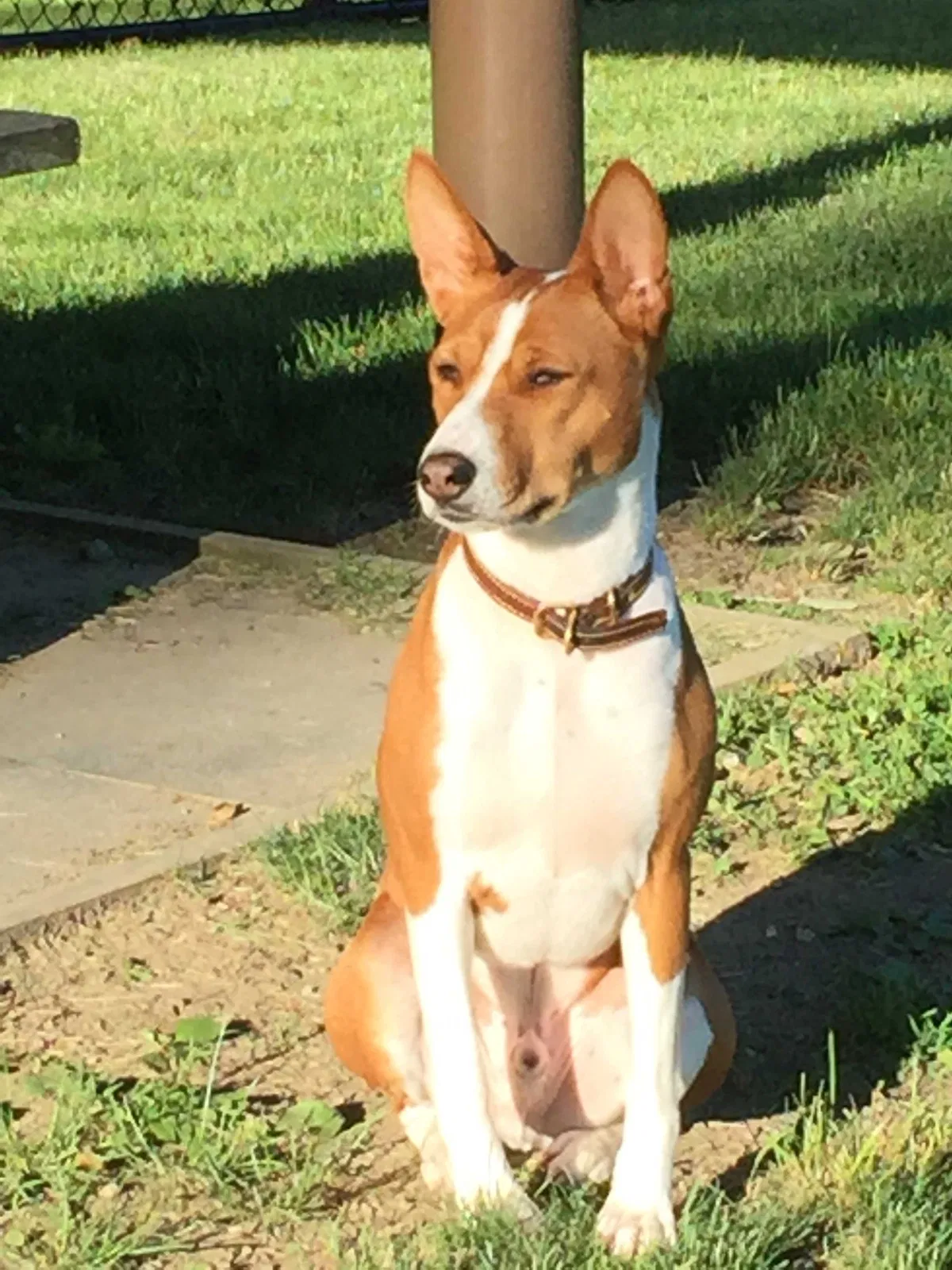 Lost dog in Temple, NH, 3084