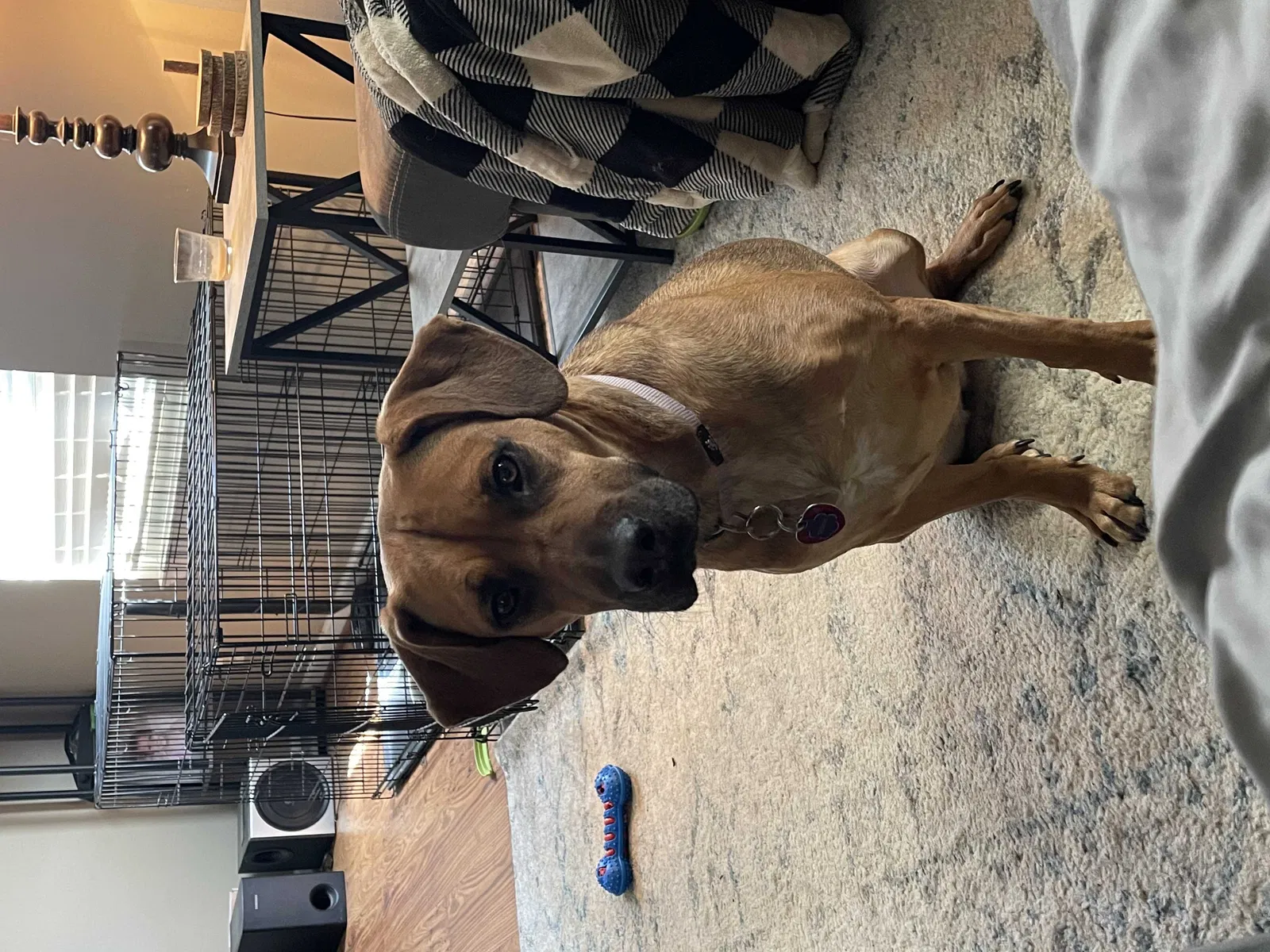 Lost dog in Hephzibah, GA, 30815