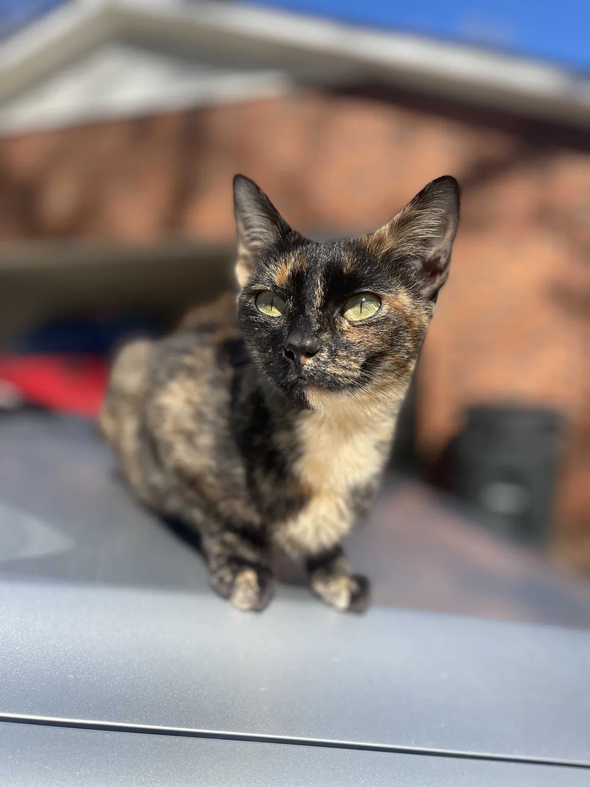 Lost cat in Salisbury, NC, 28147