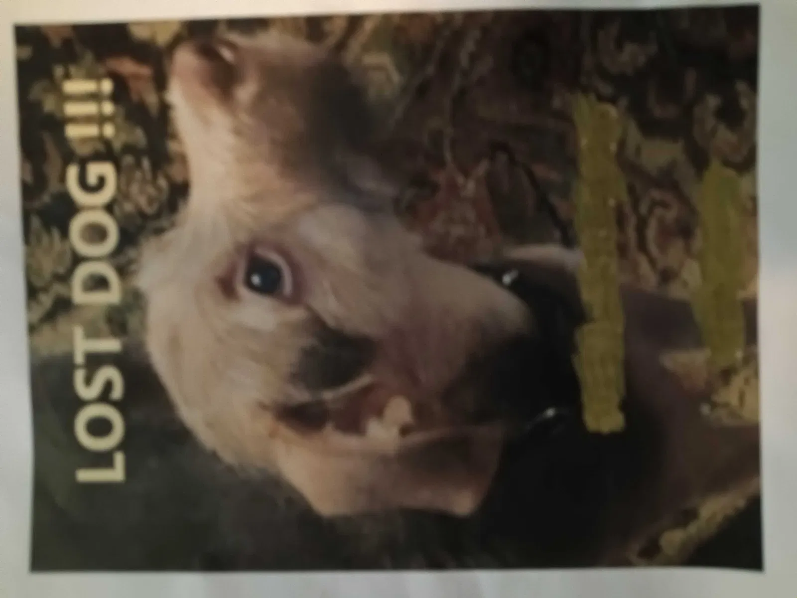 Lost dog in El Cajon, CA, 92019