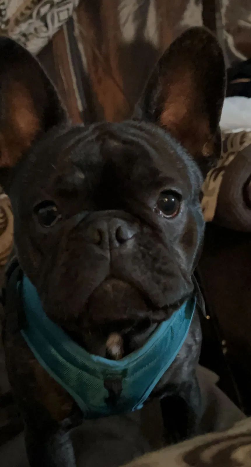 Lost dog in Fullerton, CA, 92831