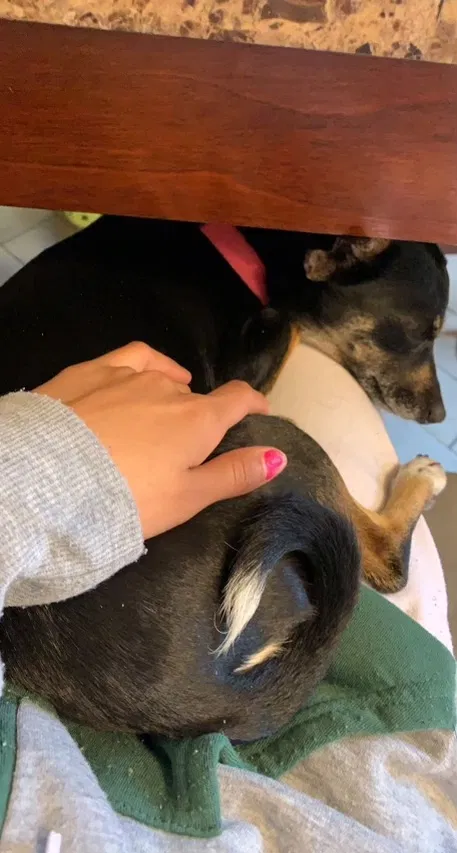 Lost dog in Boerne, TX, 78006
