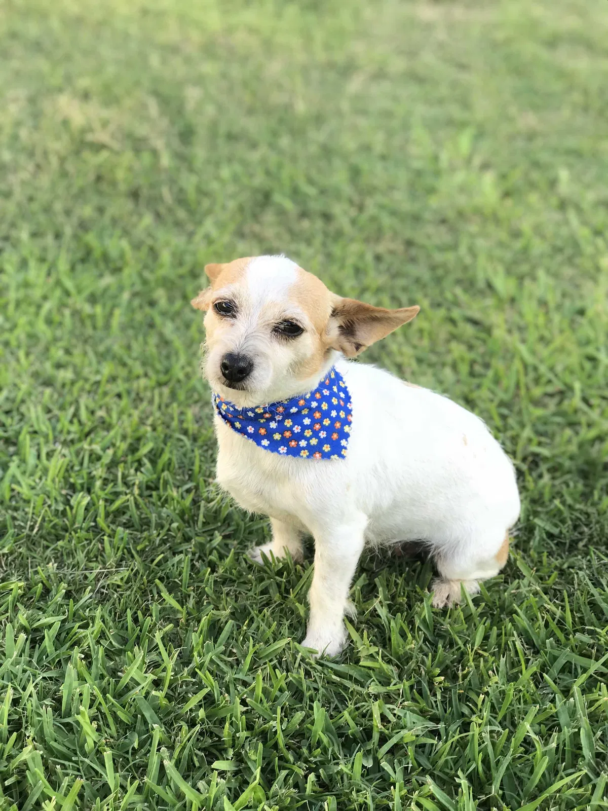 Lost dog in New Caney, TX, 77357
