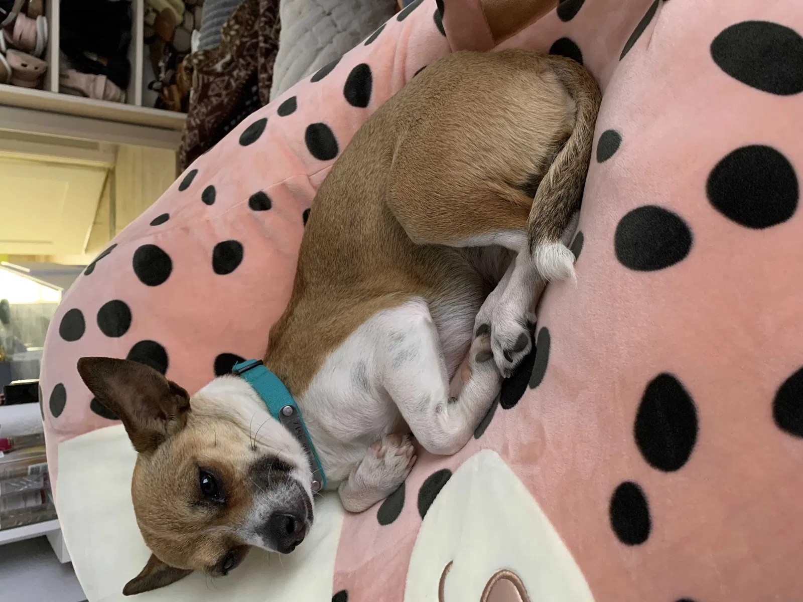 Lost dog in Boerne, TX, 78006