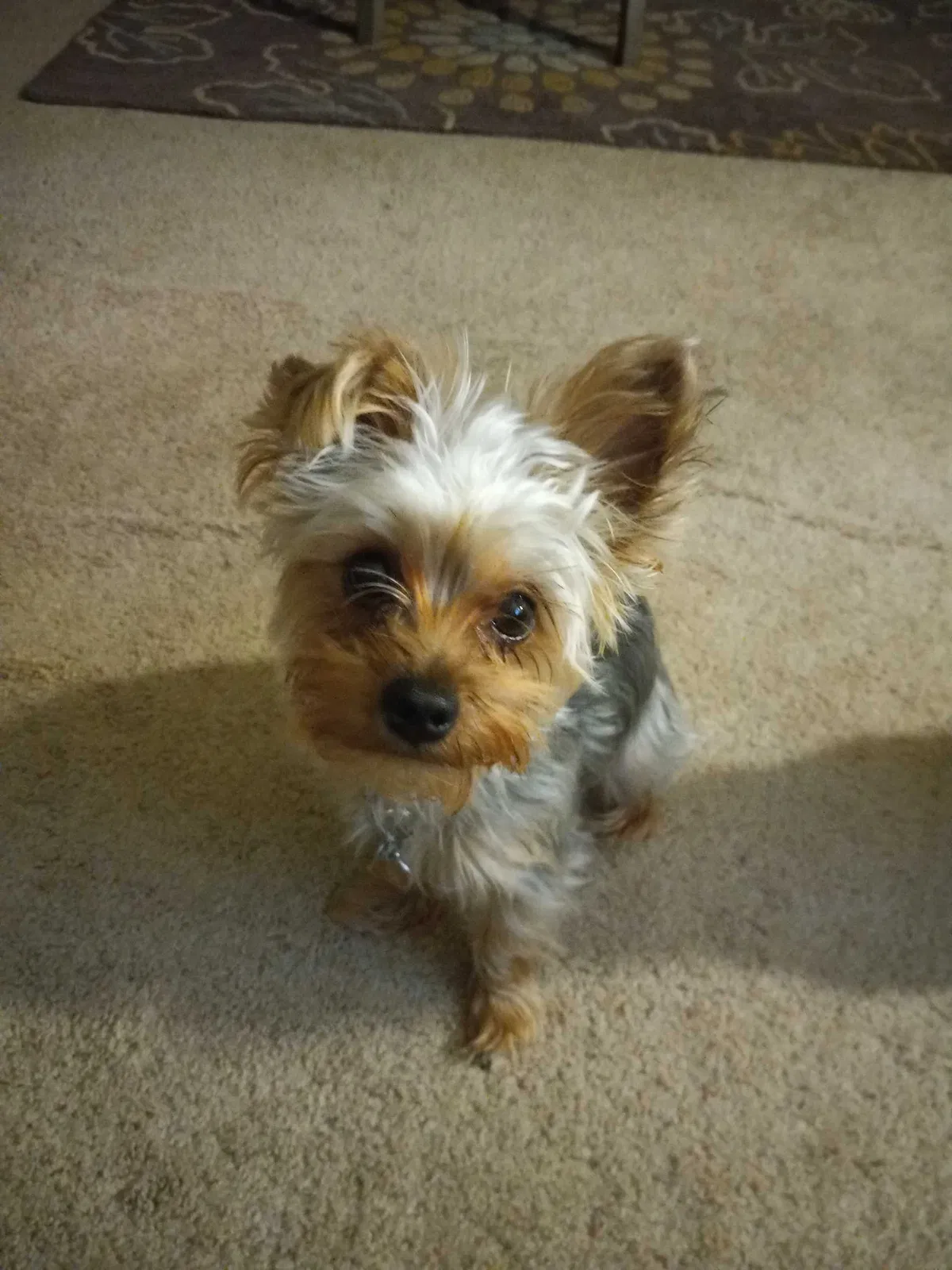 Lost dog in Cleveland, OH, 44125