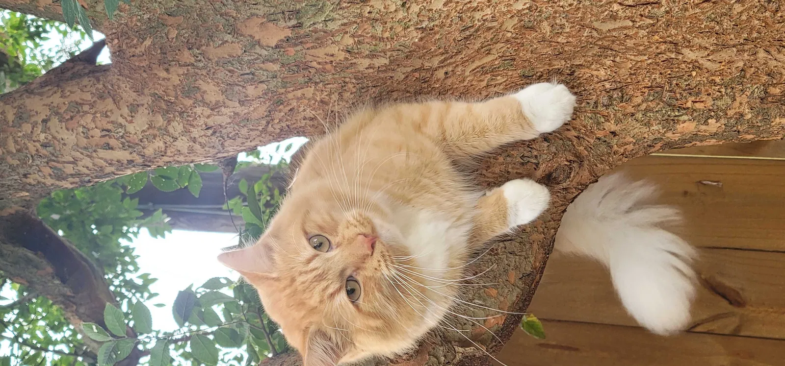 Lost cat in Houston, TX, 77034
