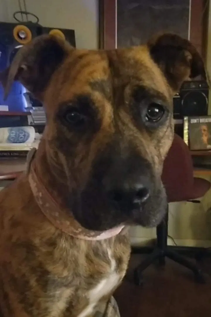 Lost dog in Birmingham, AL, 35209