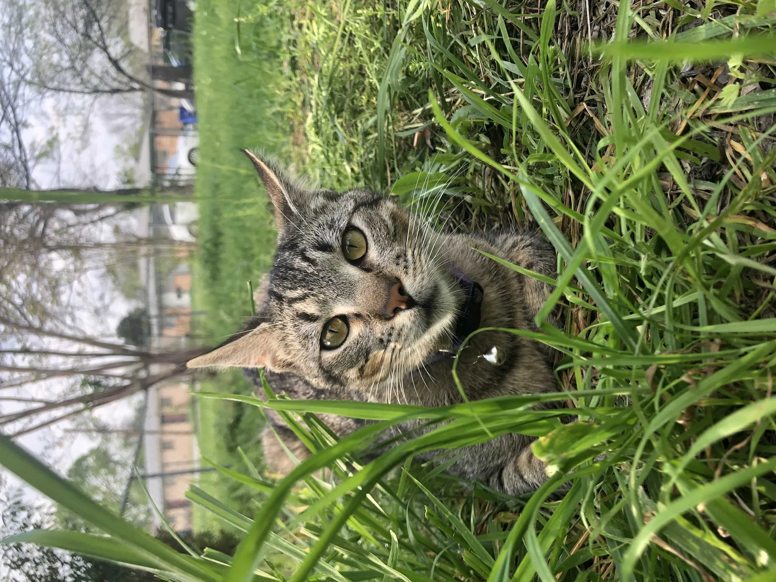 Lost cat in Apple Valley, CA, 92307