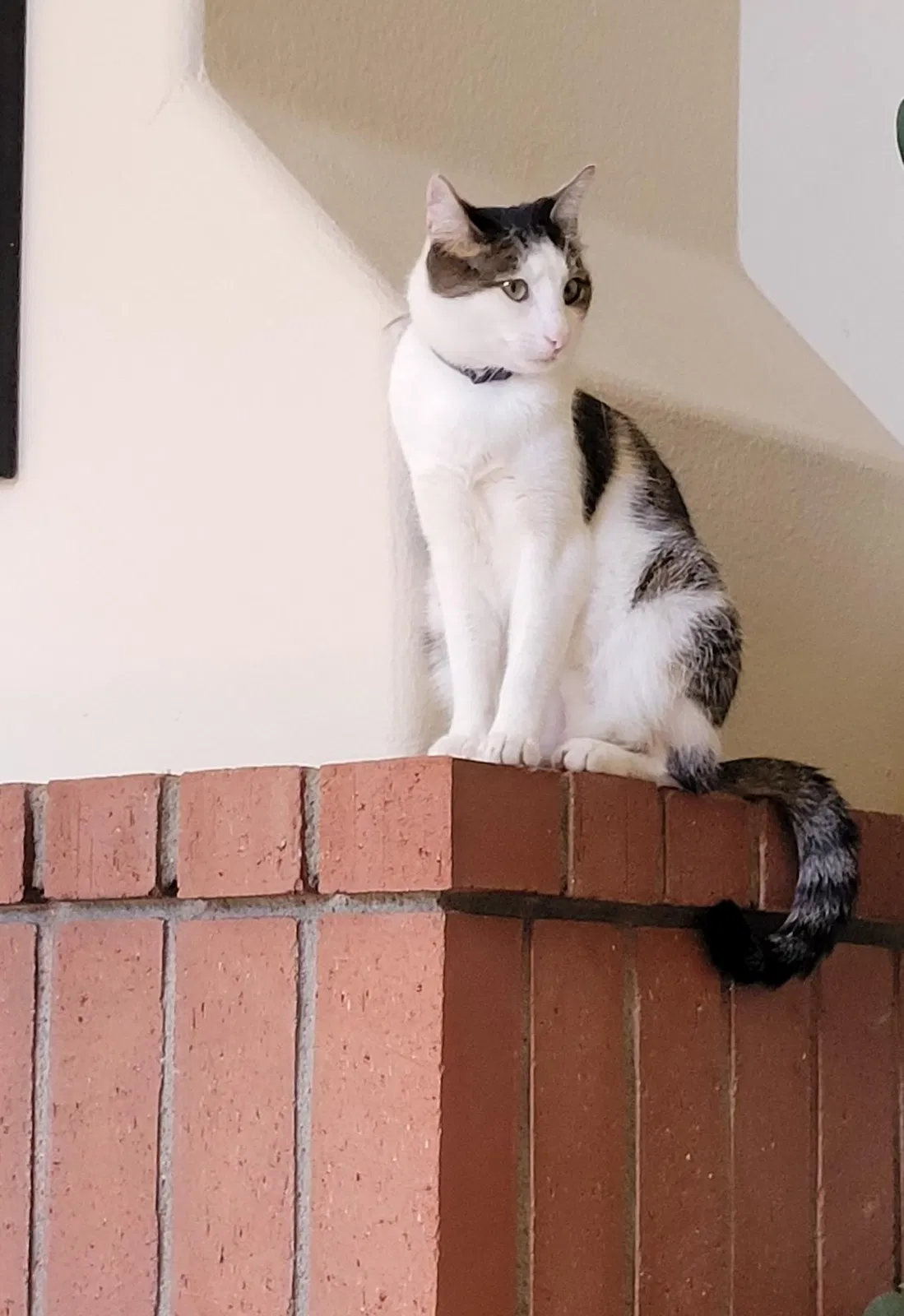 Lost cat in Rancho Cucamonga, CA, 91737