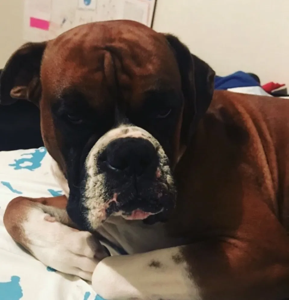 Lost dog in Georgetown, TX, 78626