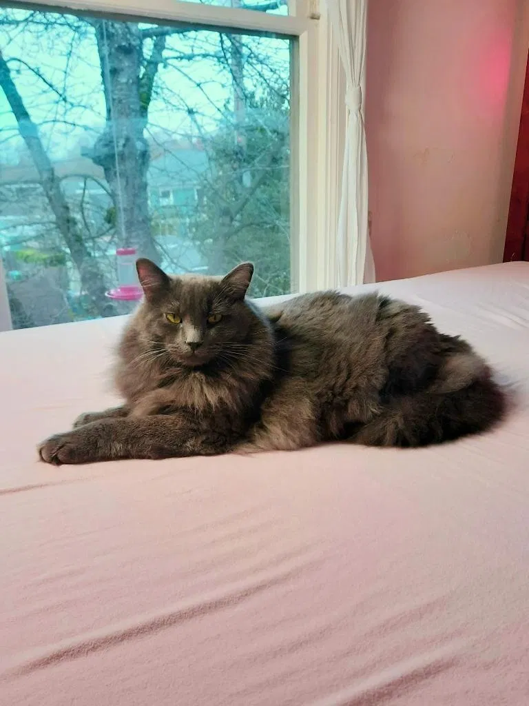 Lost cat in Seattle, WA, 98112