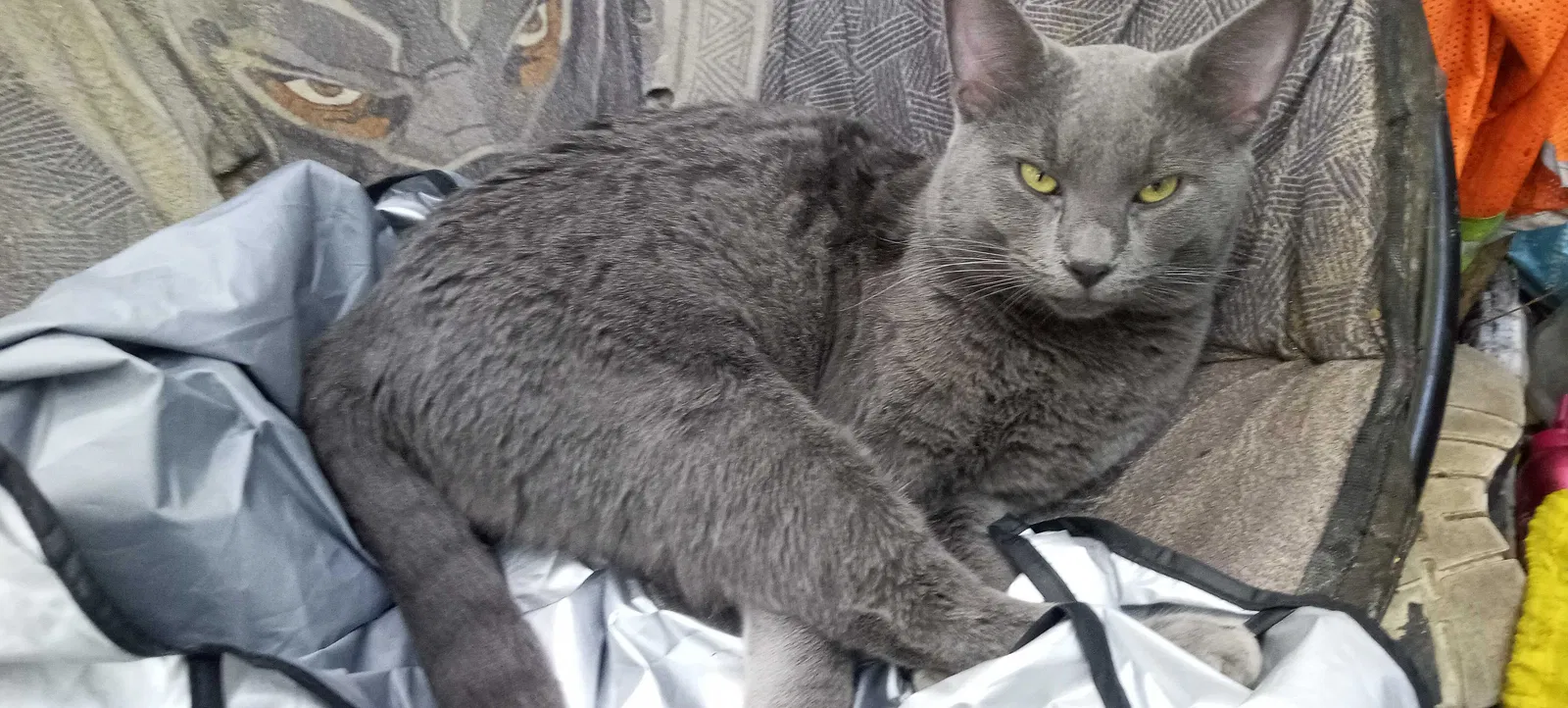 Lost cat in Fort Worth, TX, 76115