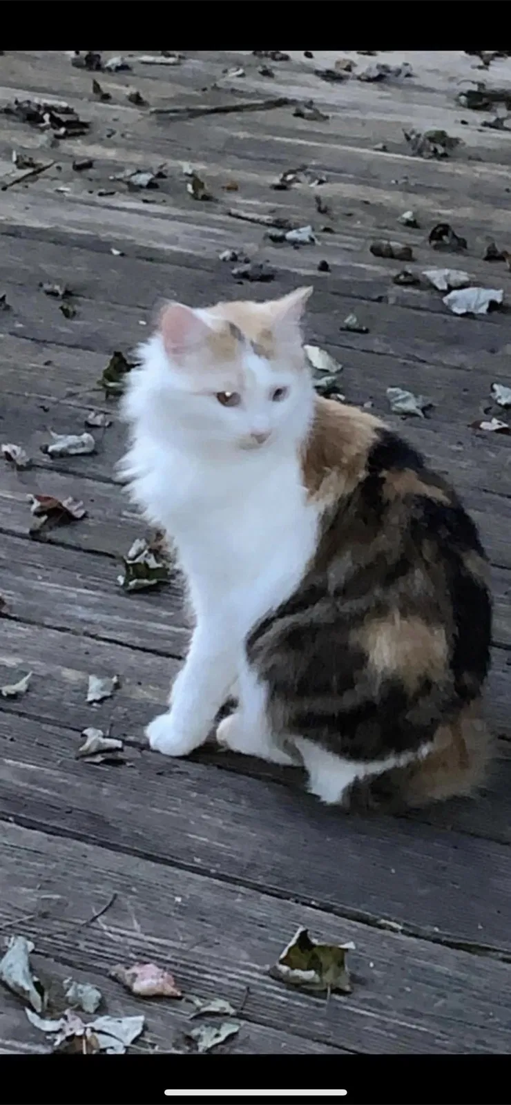 Lost cat in Clinton, TN, 37716