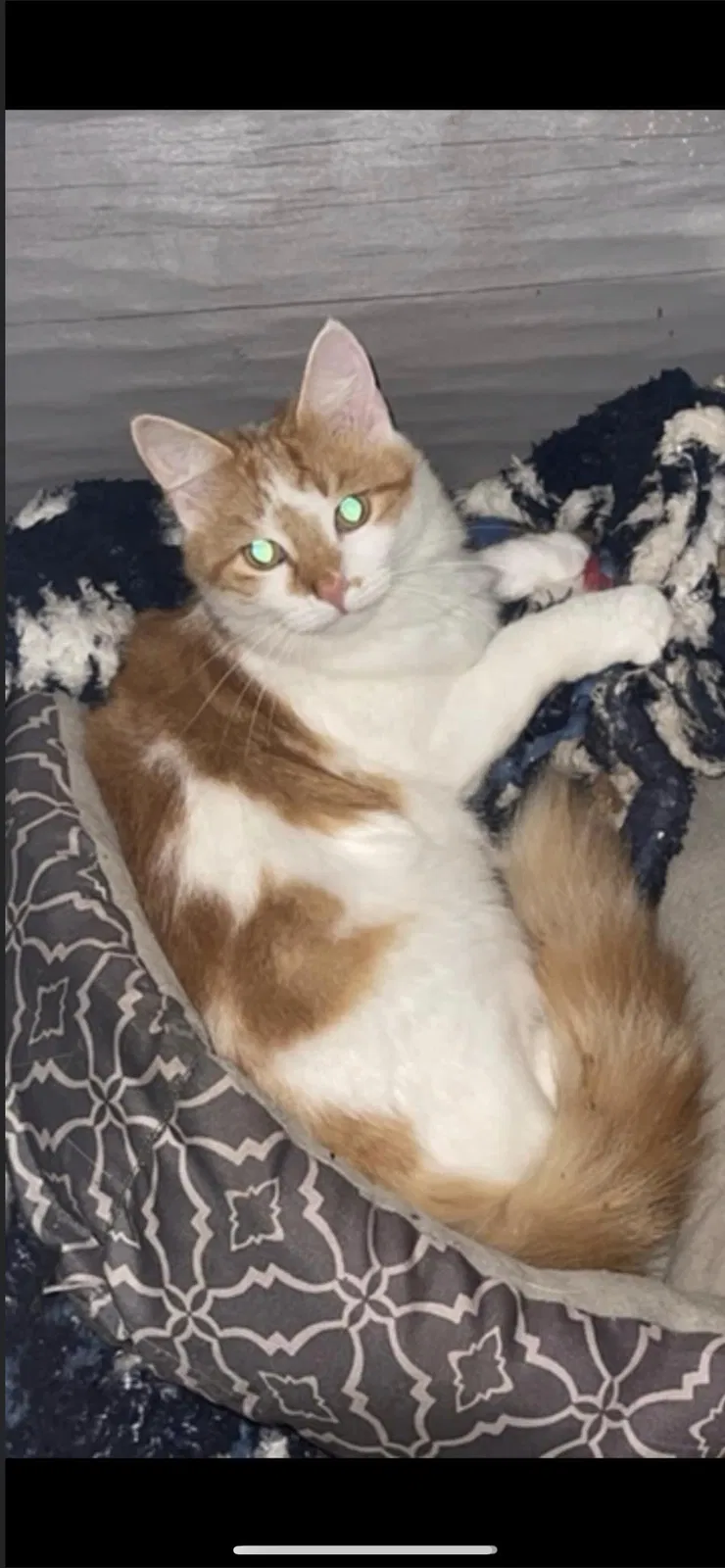 Lost cat in Clinton, TN, 37716