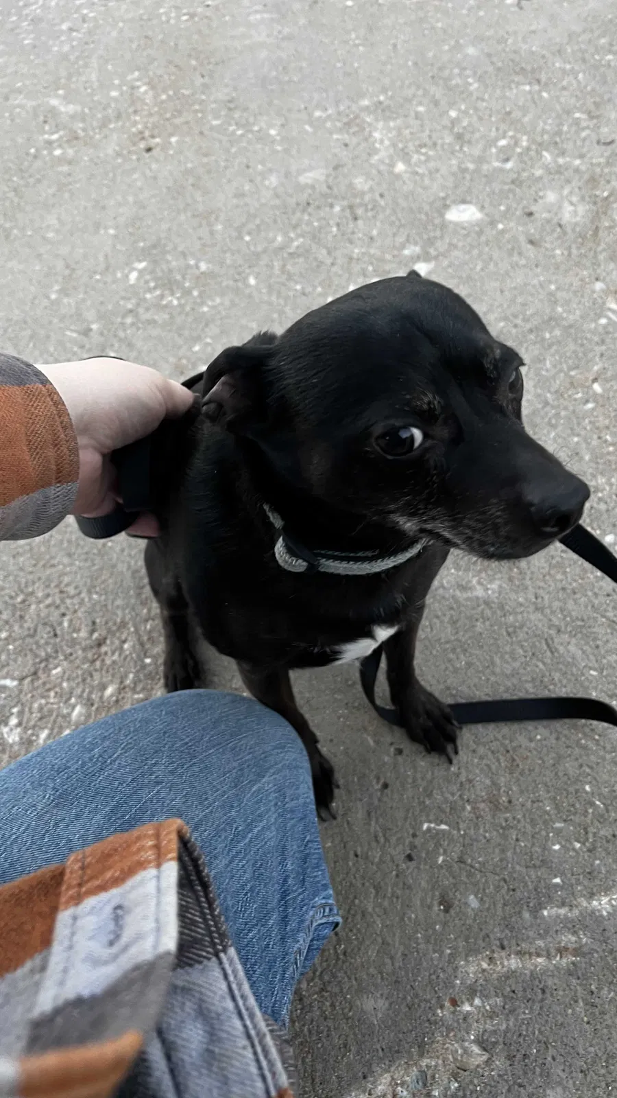 Found dog in Oklahoma City, OK, 73120