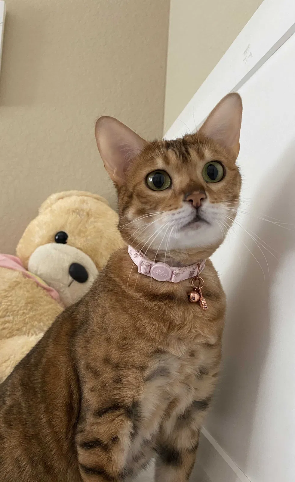Lost cat in Cibolo, TX, 78108