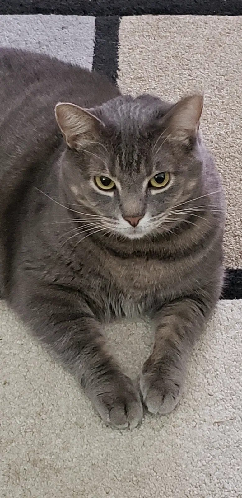 Lost cat in Ladson, SC, 29456