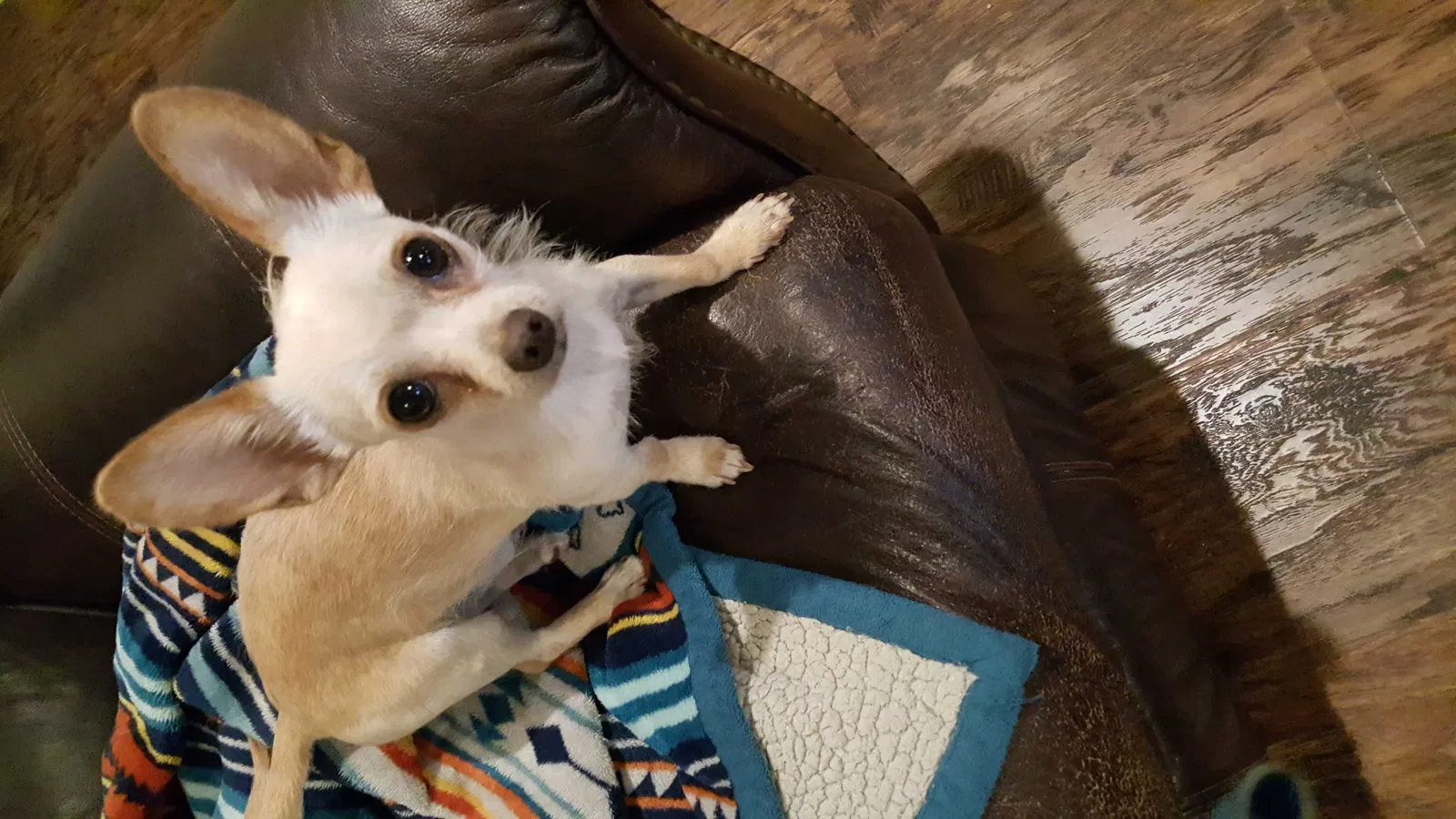 Lost dog in San Angelo, TX, 76904